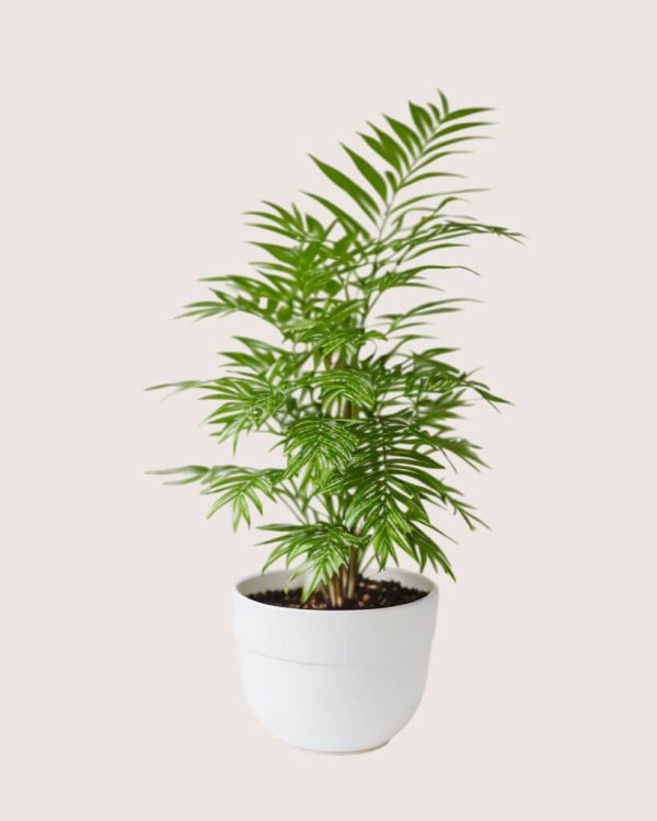 shop53-nature-3-1 Product Image